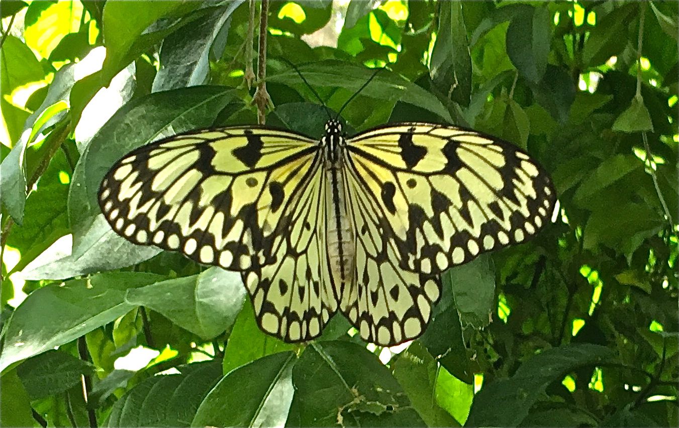 Rice Paper Butterfly by Julia Misley