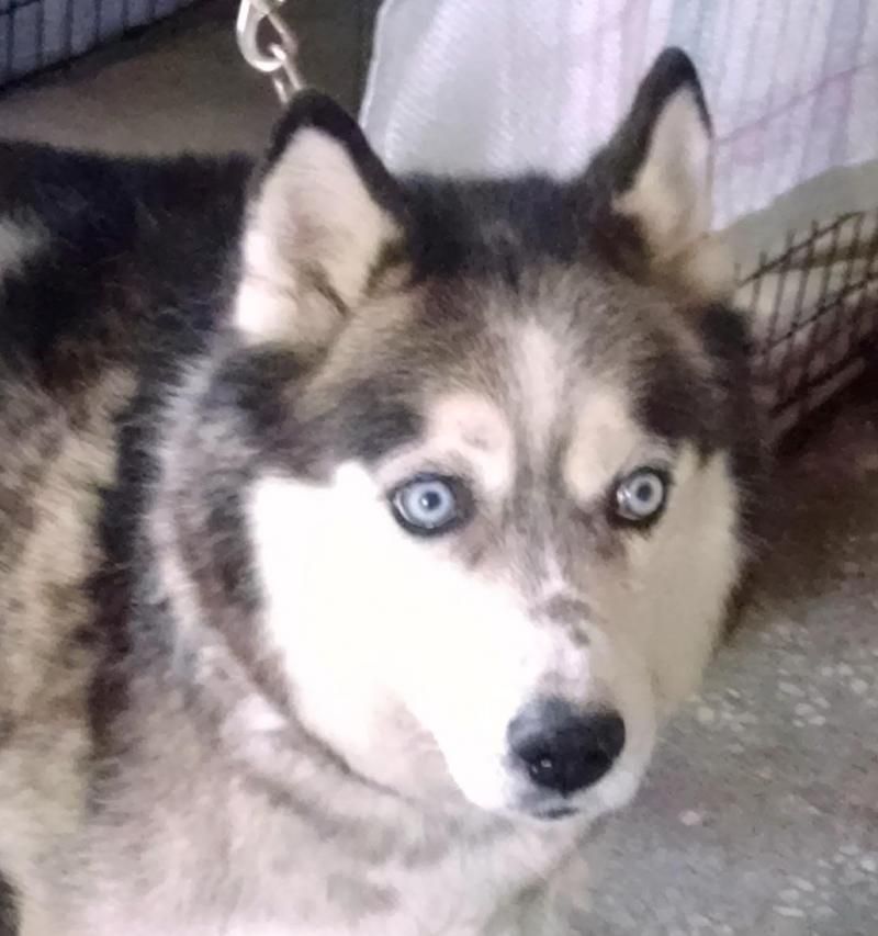 Adopt Lakota On Large Dog Breeds Siberian Husky Dog Siberian