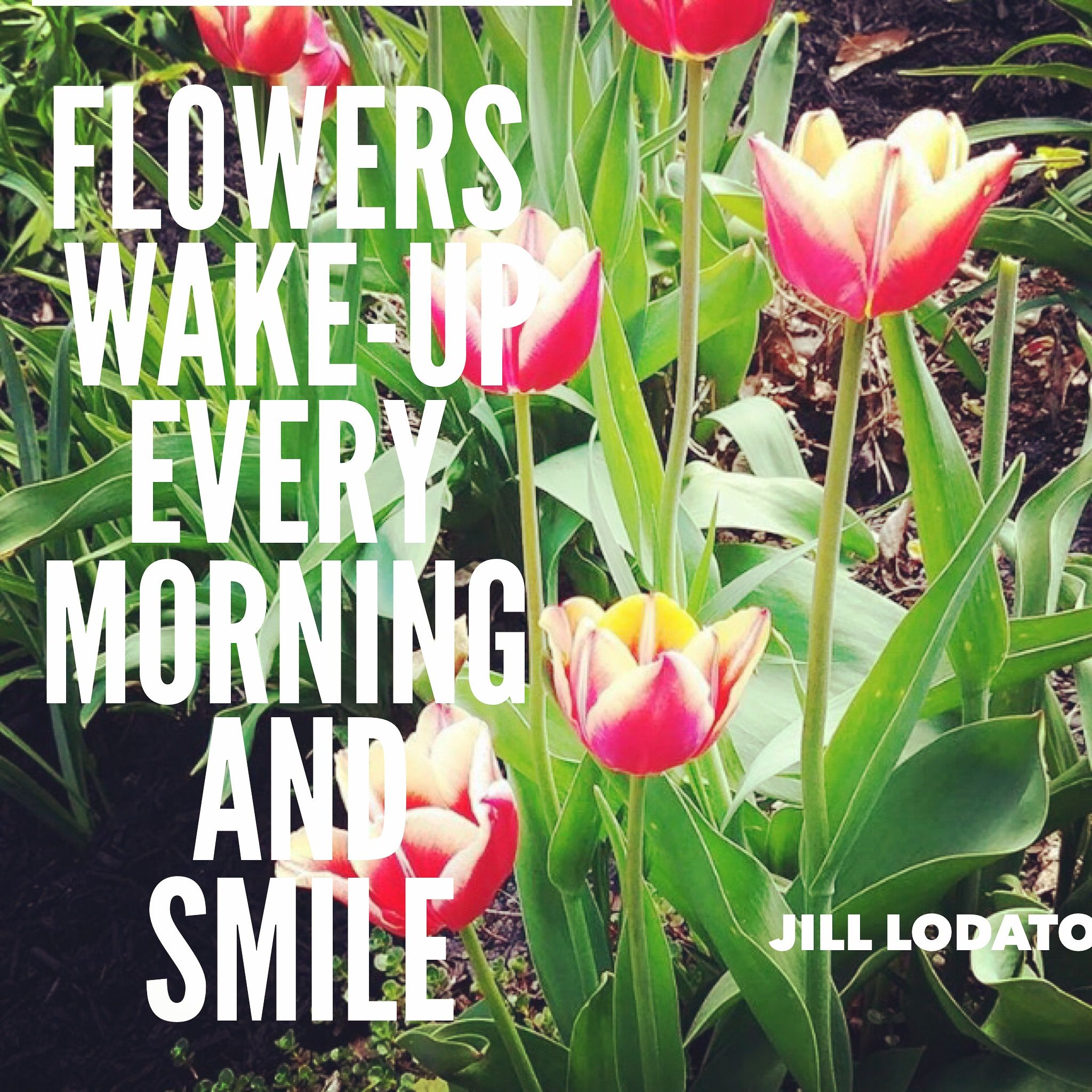 Flowers wake up every morning and smile | Creative mom, S ... Flowers wake up every morning and smile | Creative mom, S ...