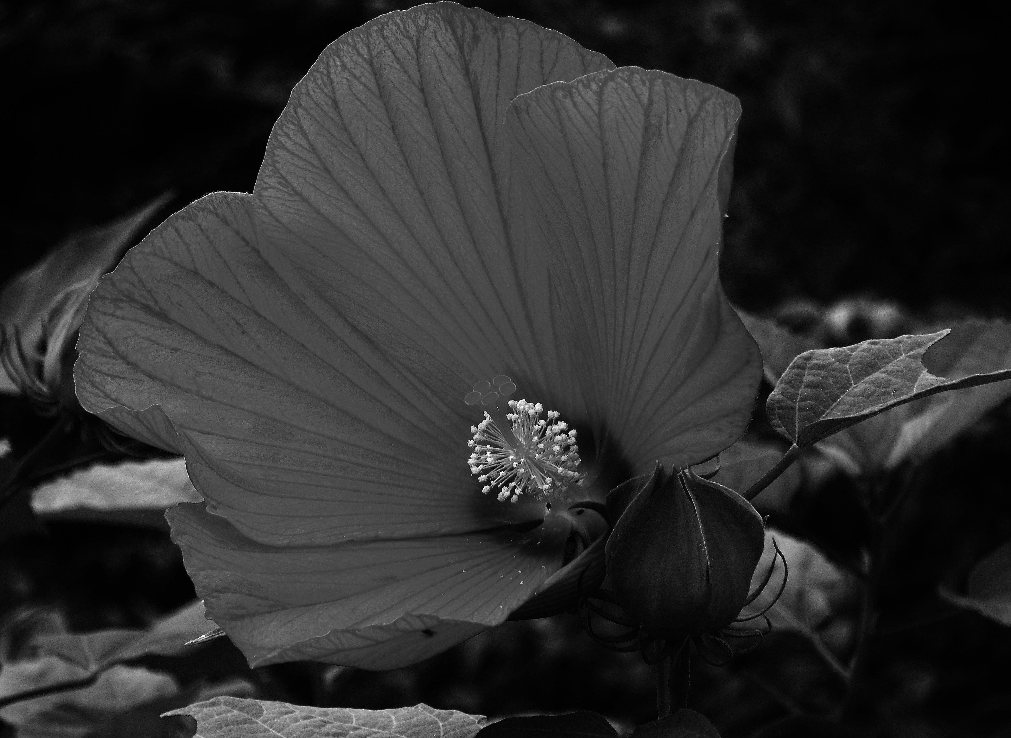 Black And White Hibiscus By Martin Belan Black And White Flowers Black And White Painting White Painting