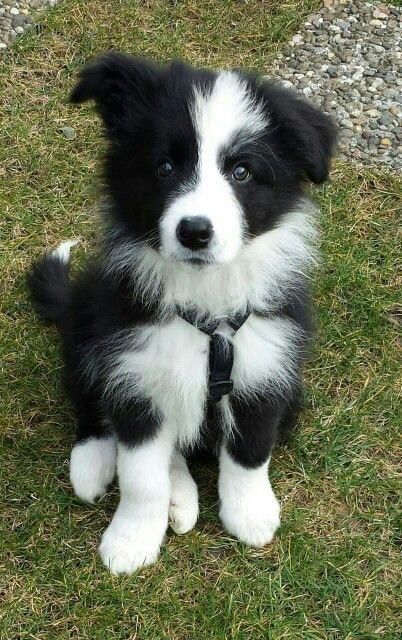 Si estuvieras en BTS |En edición| - |13| - Wattpad Border Collie Welpen, Perros Border Collie, Border Collie Puppies, Cute Dogs And Puppies, Pet Dogs, Doggies, Puppies Tips, Puppies Puppies, Cockapoo Puppies