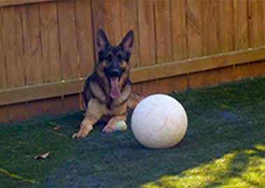 The Varsity Ball Large Dog Toys Big Dog Toys Indestructible Dog