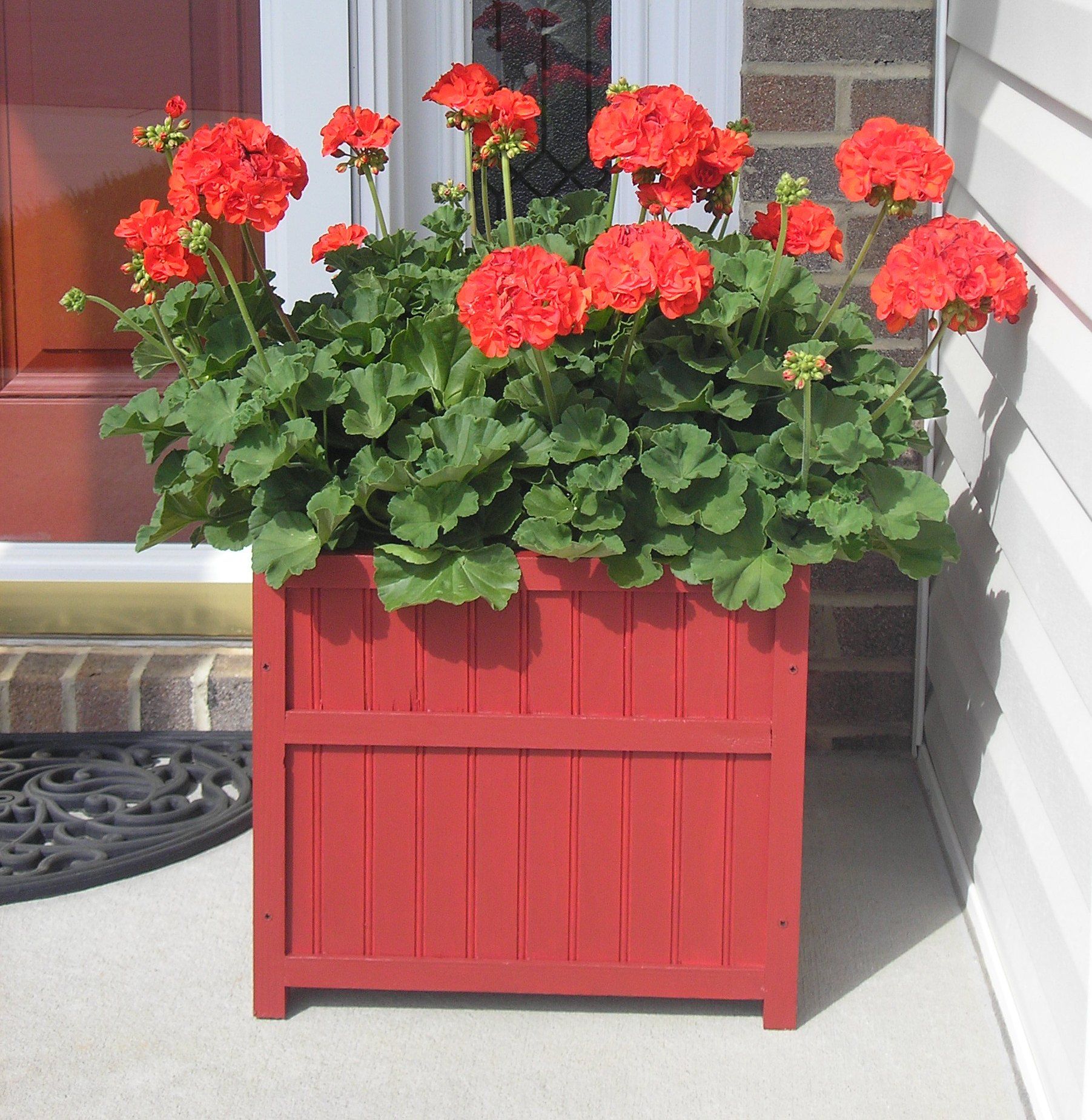 Red Geraniums In Blue Ceramic Pots Red Geraniums Container Flowers Potted Geraniums