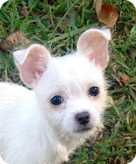 Hagerstown Md Chihuahua Shih Tzu Mix Meet Dot B Tidwell 2lbs