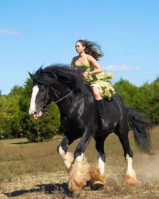 Looks Like Merida And Angus Clydesdale Horses Horses Largest Horse looks-like-merida-and-angus-clydesdale-horses-horses-largest-horse
