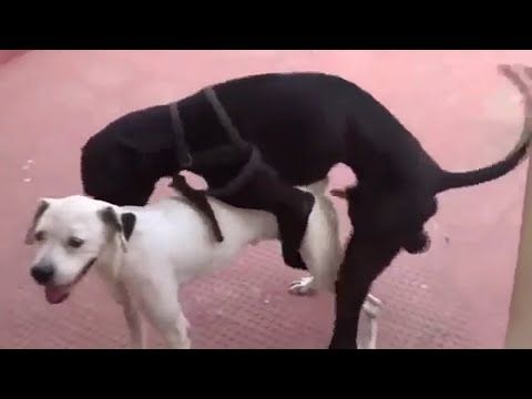 Great Dane Mating In Love Great Dane Animals Beautiful Dane