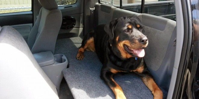 Wagging Tails Pets Dog Care Dogs
