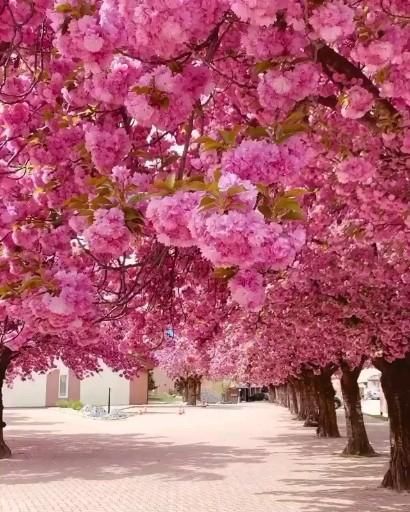 video foryou beautifulview flowers foryoupage scenery Beautiful Scenery Pictures, Beautiful Flowers Wallpapers, Beautiful Photos Of Nature, Beautiful Nature Wallpaper, Amazing Nature, Nature Pictures, Beautiful Landscapes, Beautiful Places, Beautiful Flowers Garden