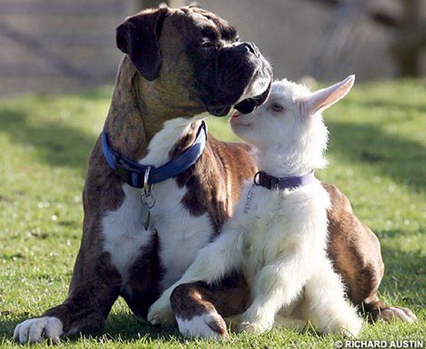 a male boxer became a surrogate mother to an abandoned baby goat