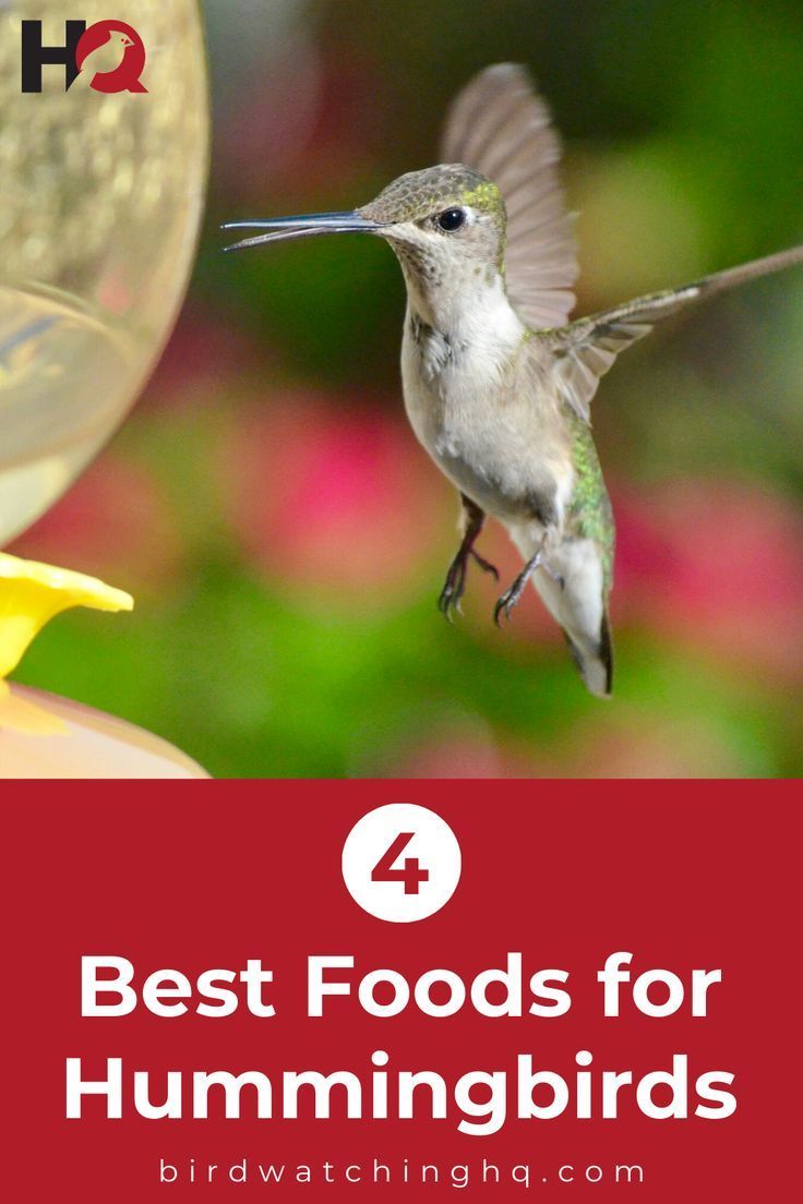 What do hummingbirds eat? Wanting to know the foods that hummingbirds