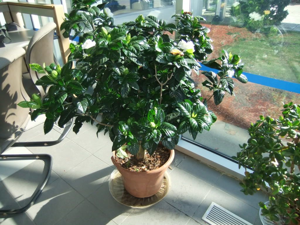 Gardenia: how to care 17 Gardenia: how to care 4