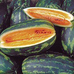 Download Mountain Sweet Yellow Watermelon Watermelon Seeds Watermelon Fruit