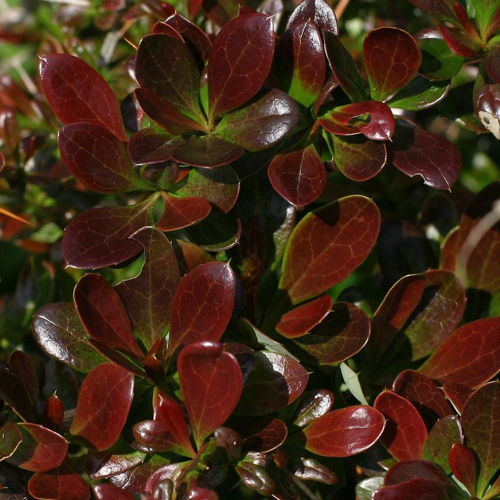 Evergreen shrubs, Plant leaves, Front yard landscaping