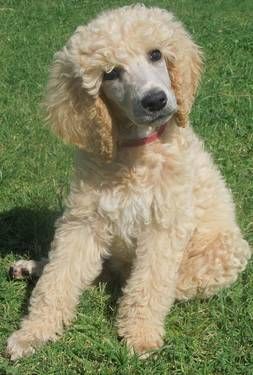 This Is Surprise A Male Apricot Akc Standard Poodle Puppy That I