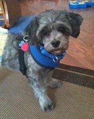 Adopt Corty In Ky Adopted On Havanese Dogs Havanese Puppies