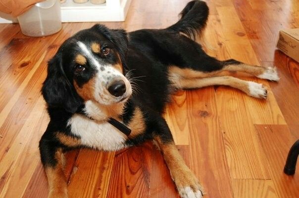 Bordernese Border Collie Bovaro Del Bernese Puppies And