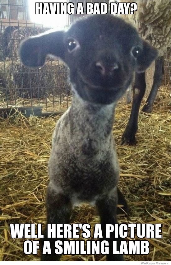 Having A Bad Day Funny Animal Quotes Cute Baby Animals Happy