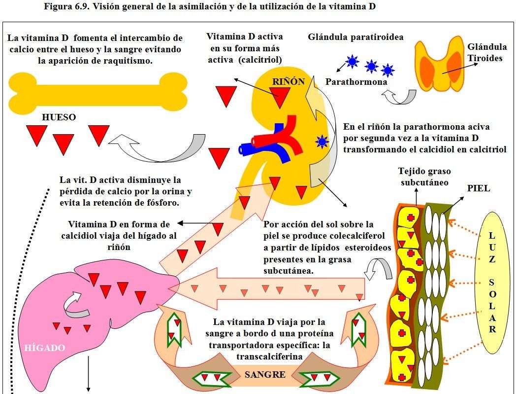 Qué vitamina es la del sol