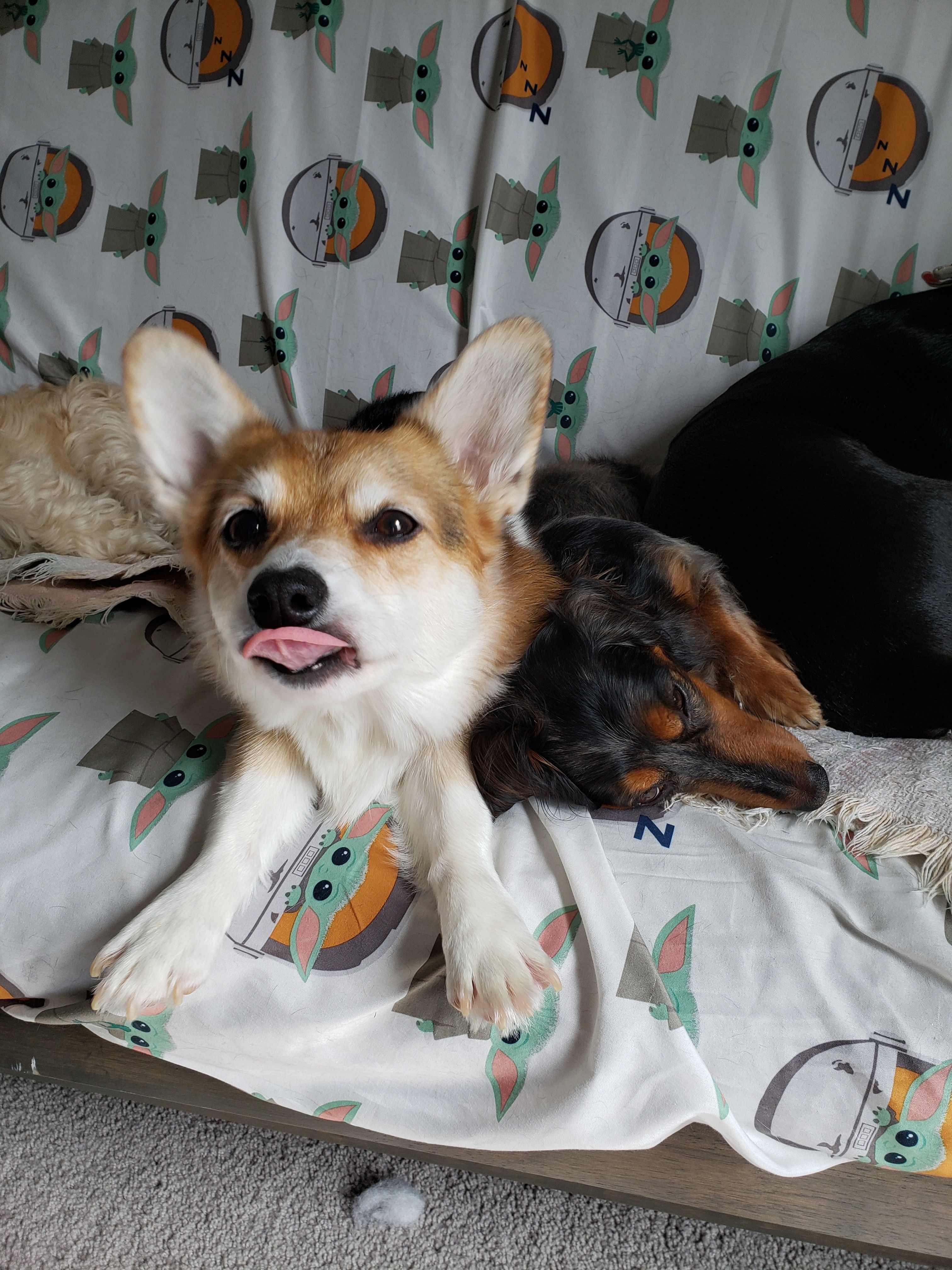 Splootin and Blepin at the same time 😎 Splootin and Blepin at the same time 😎