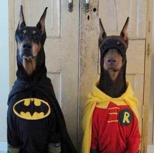Batman Robin Doberman Dog Costume Cute Dog Halloween Costumes