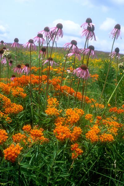 Erflyweed For Clay Asclepias Rosa Prairie Nursery Erflyweed For Clay Asclepias Rosa Prairie Nursery Native Plants