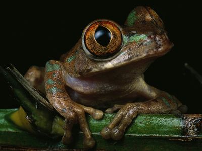 amphibian pictures unusual frogs