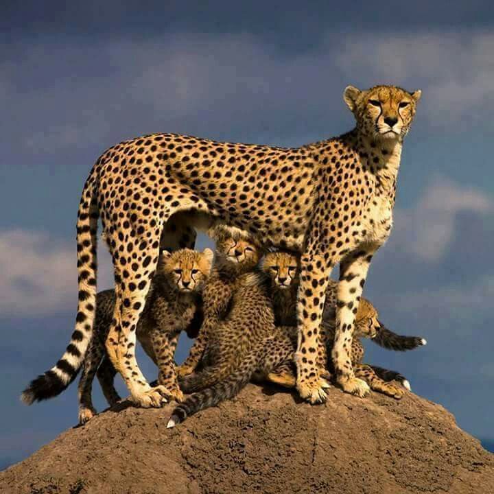 nancy hensinger adli kullanicinin love u mom animals pics panosundaki pin vahsi hayvanlar cok sirin hayvanlar hayvan resimleri