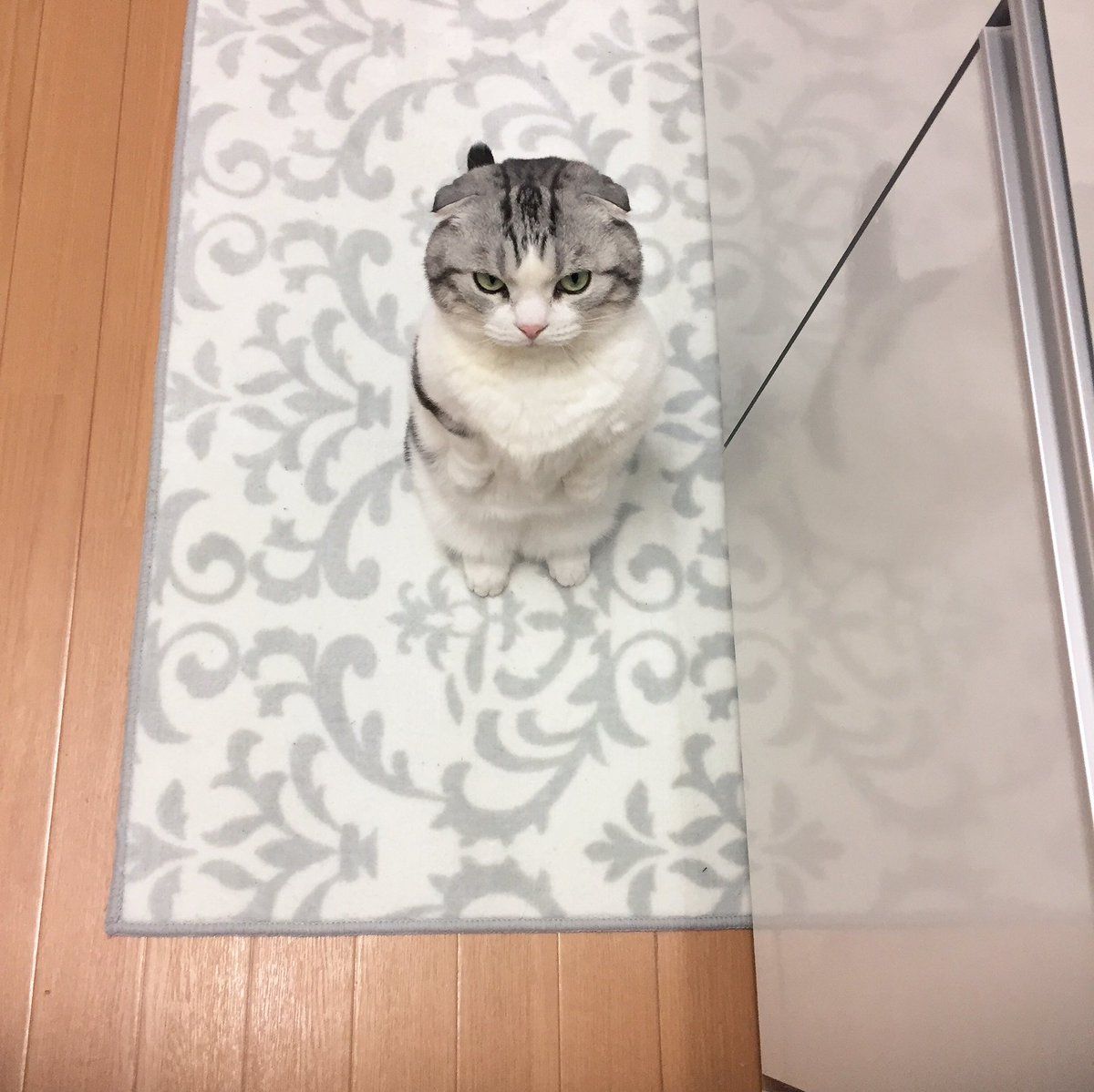 Cat Annoyed マンチカン 子猫 キュートな猫 Cat Annoyed マンチカン 子猫 キュートな猫