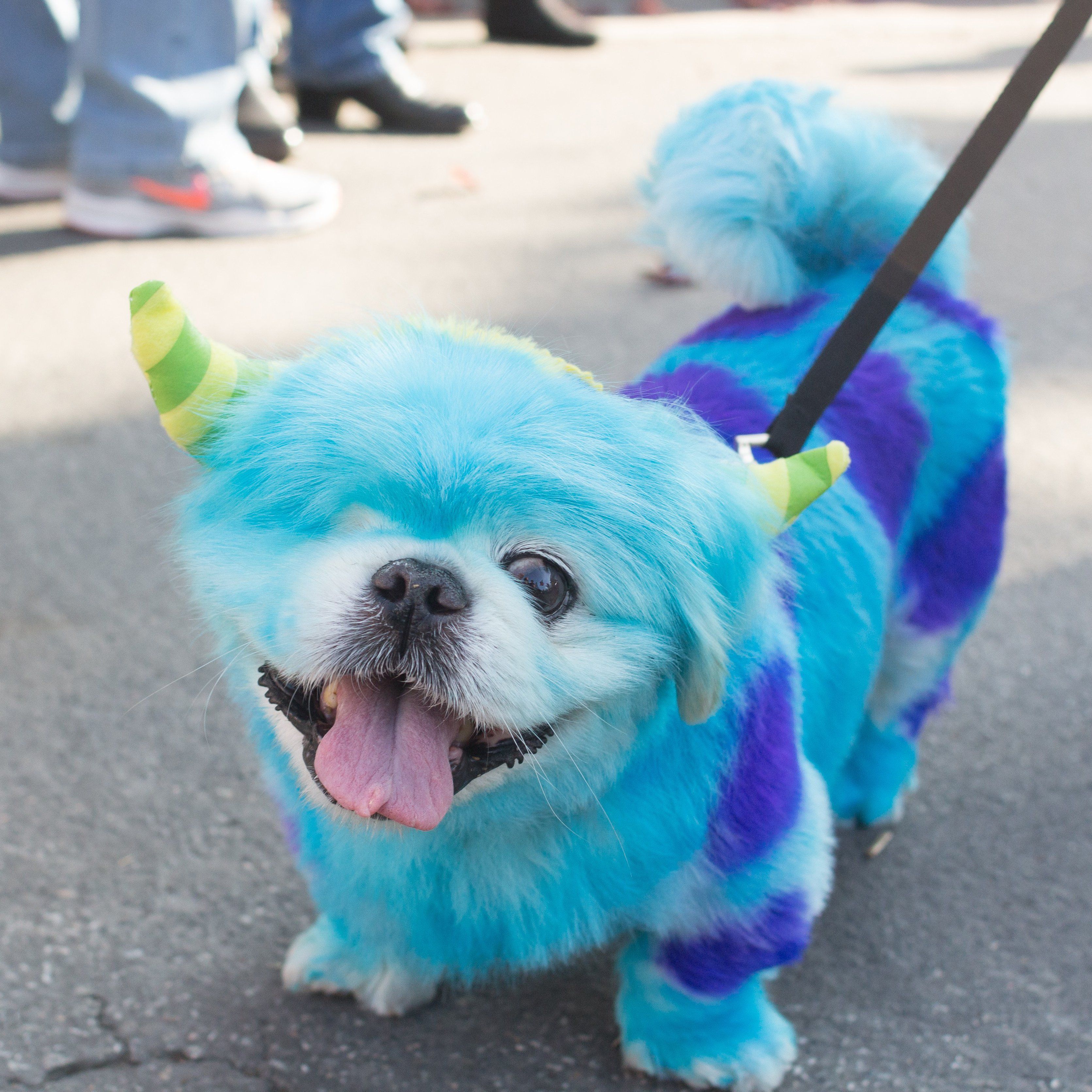 dog friendly paint for halloween