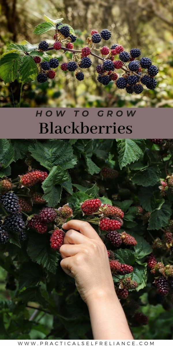 Blackberry plant care