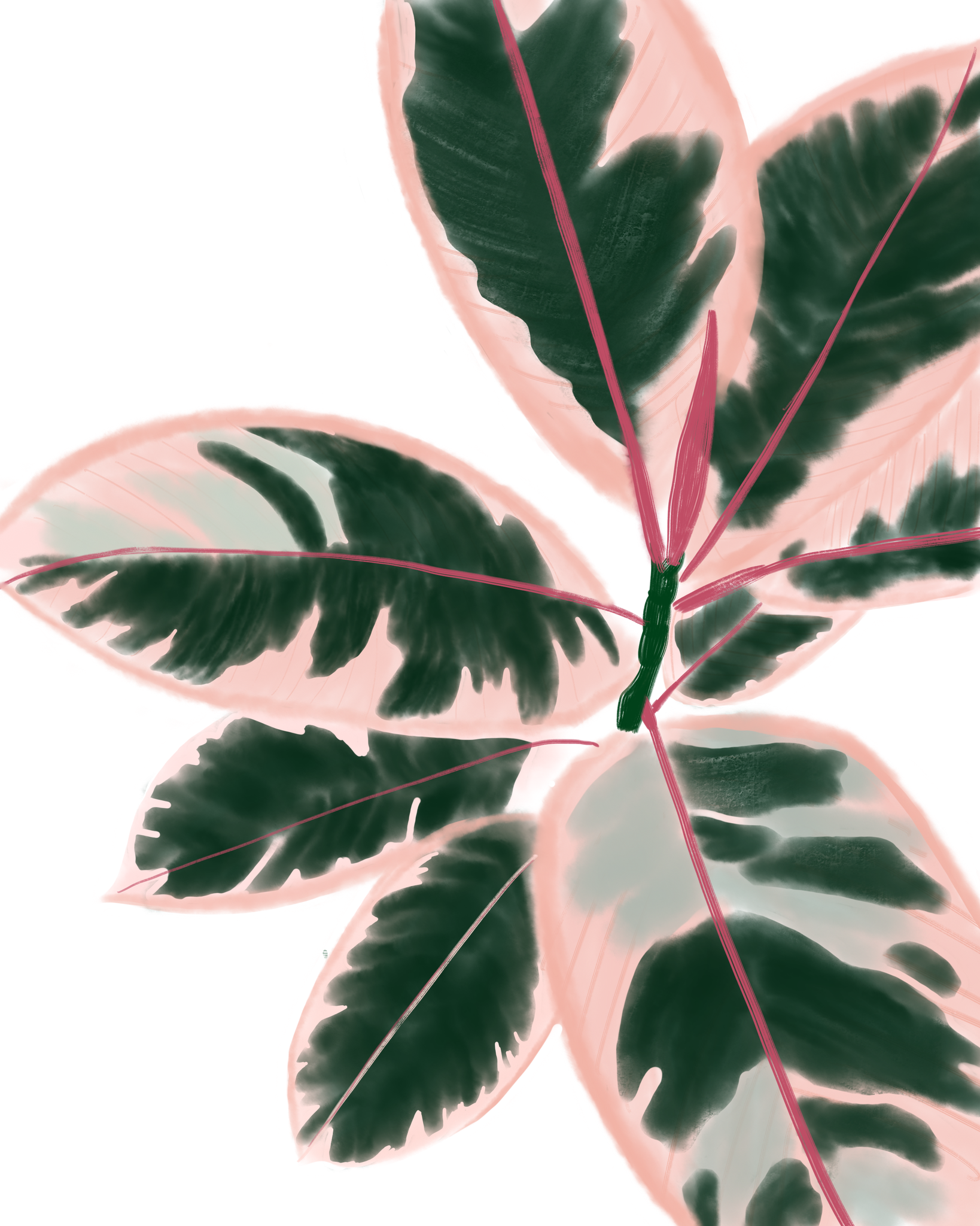 Ficus Elastica Rubber Plant Plants Rubber Plant Ficus