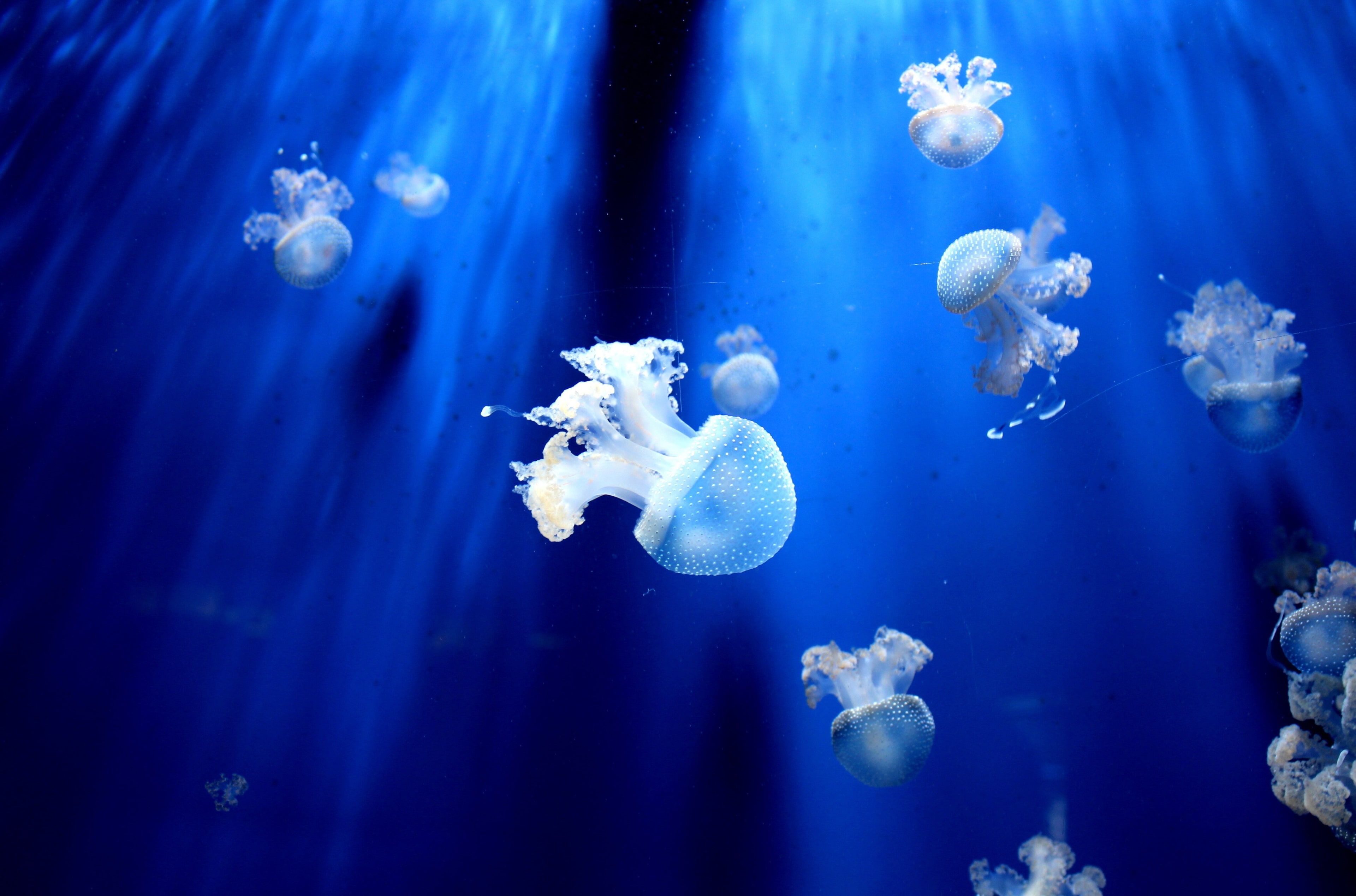 45 Moon Jellyfish Wallpaper  WallpaperSafari