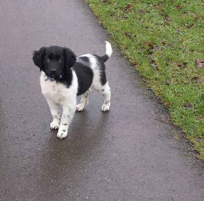 tibbe friese stabij pup 10 weken | friese stabij ♡ - dogs
