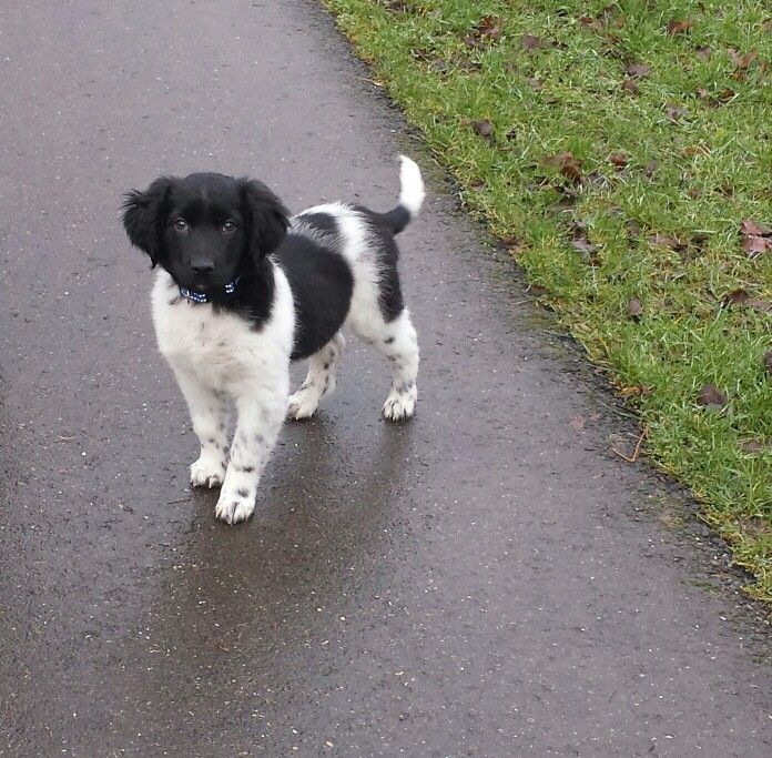 Groenten Beer Wonen Tibbe... Friese Stabij pup 10 weken | Leuke honden, Honden, Schattige dieren