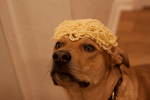 From Memes Divertidos Sobre Perros Im Genes Divertidas De Animales