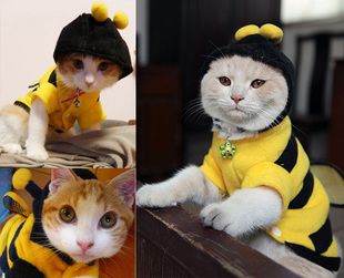 Deguisement Abeille Pour Chien Et Chat Http Www Lolpetshop Com Deguisements Chiens Et Chats 26 D Deguisement Pour Chat Deguisement Chien Deguisement Abeille Deguisement Abeille Pour Chien Et Chat Http Www Lolpetshop Com Deguisements Chiens Et Chats 26 D Deguisement Pour Chat Deguisement Chien Deguisement Abeille