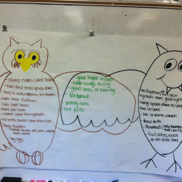 "venn" diagram comparing bats and owls | October school, Student
