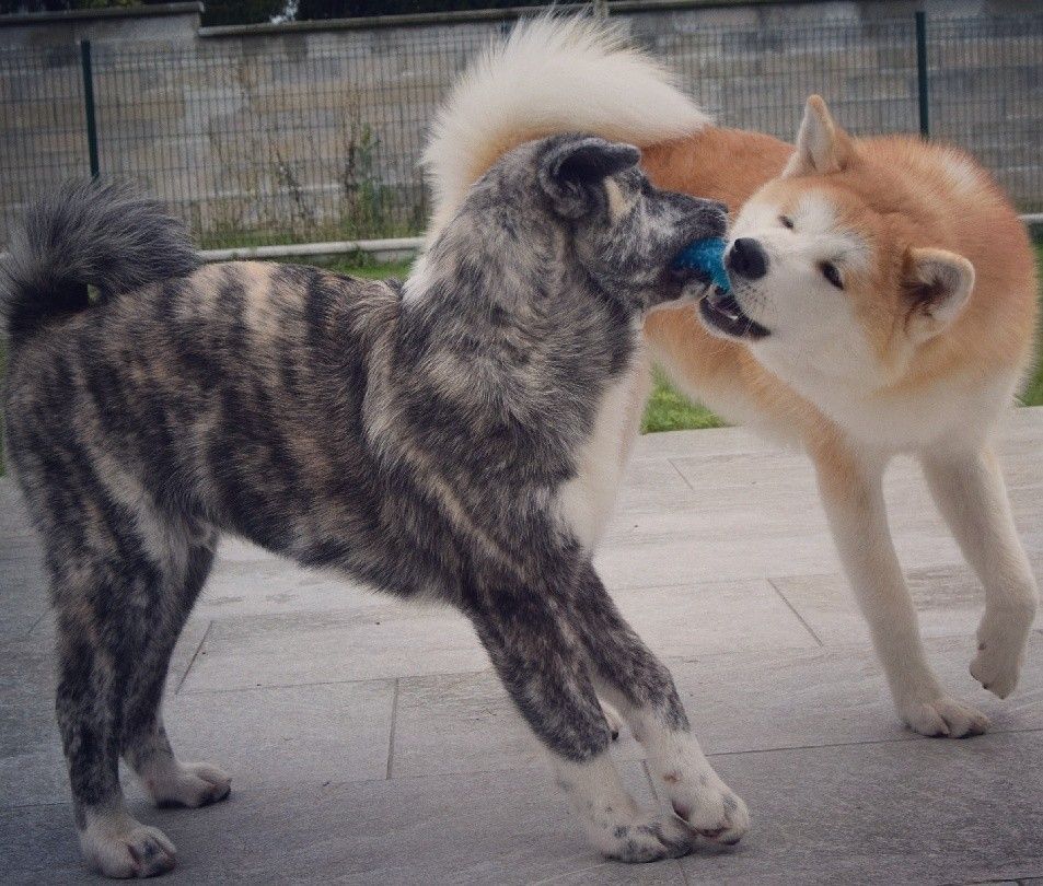 Pin By Skye Riddick On Dogs With Images Akita Dog Japanese