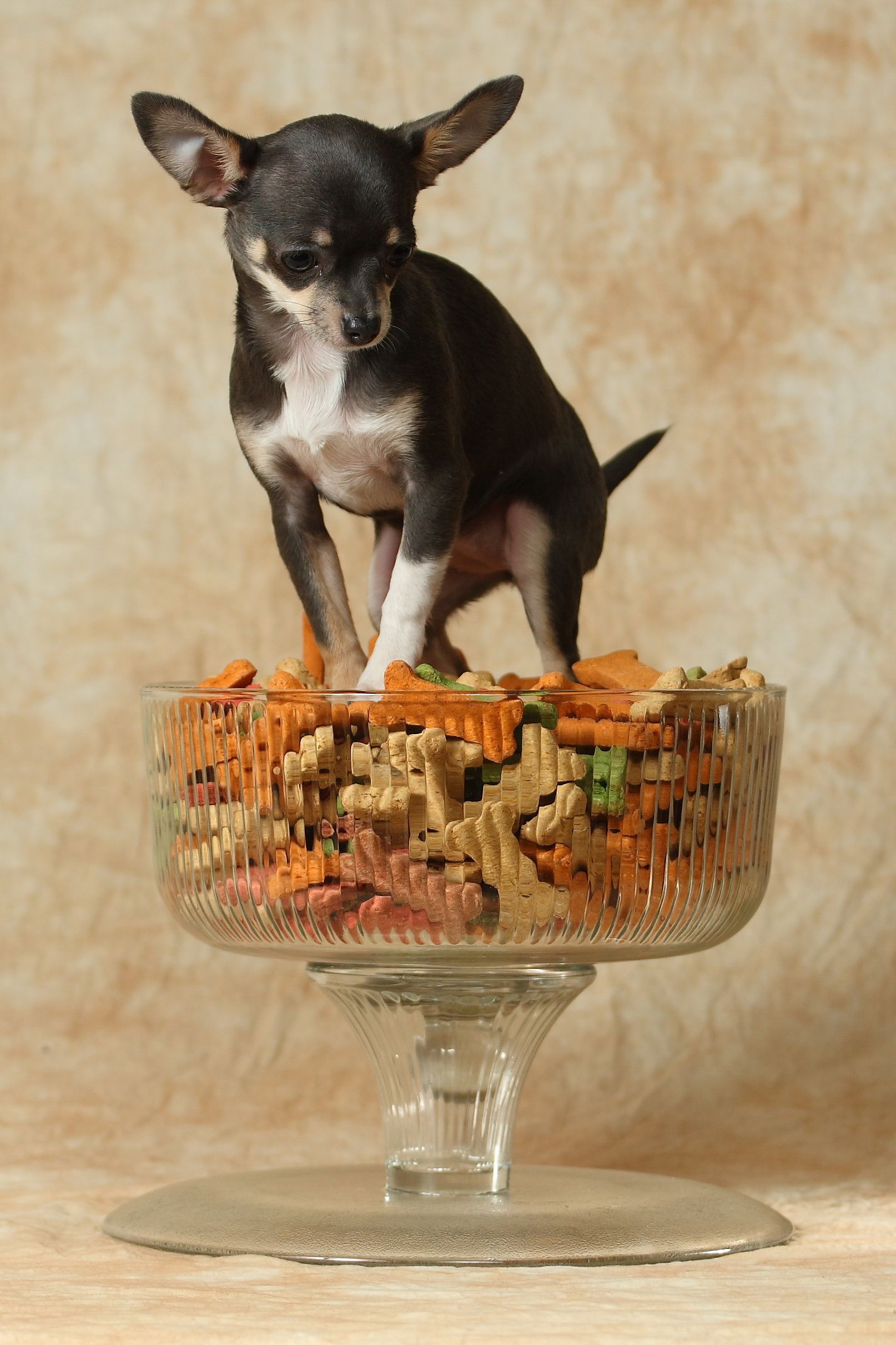 Pin By Vicki Winter On Chihuahua Chihuahua Mom