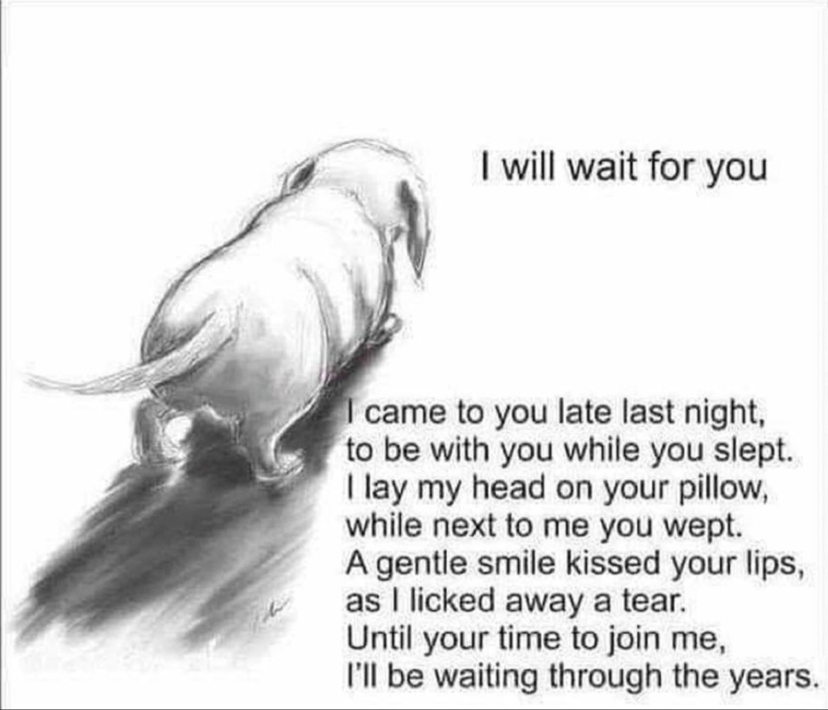 Pin By Shannon Anderson On Bubba Dog Dog Heaven Quotes Dog Quotes pin-by-shannon-anderson-on-bubba-dog-dog-heaven-quotes-dog-quotes