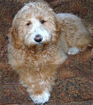 Goldendoodle Association Of North America All About Goldendoodle