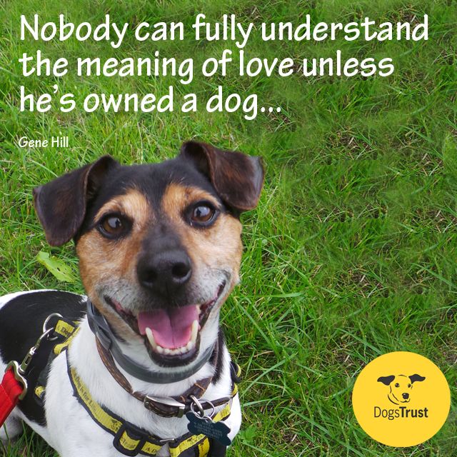 Nobody Can Fully Understand The Meaning Of Love Unless He s Owned A nobody-can-fully-understand-the-meaning-of-love-unless-he-s-owned-a