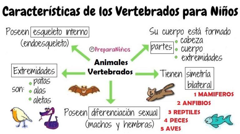 Animales Vertebrados E Invertebrados Para Niños De Primaria Vertebrados E Invertebrados Animales Vertebrados Vertebrados