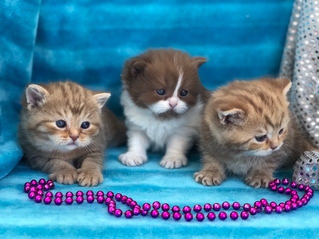 British Royal Cattery | Cattery, British shorthair, Kitty