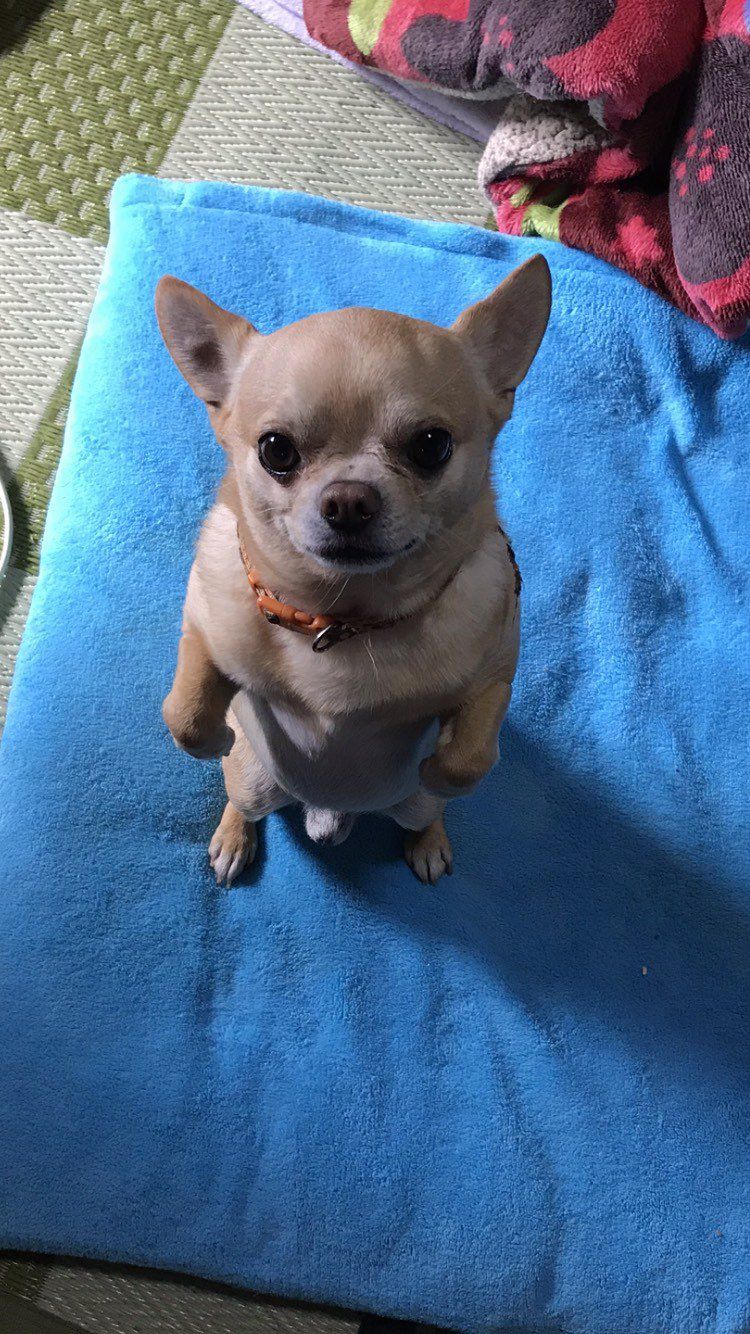 里親 子犬 多摩市 Fa 里親 子犬 多摩市 Fa