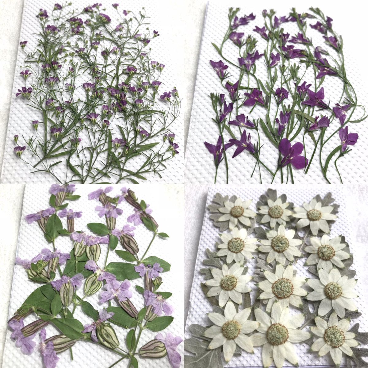 Pressed Flowers 押し花素材 おしゃれまとめの人気アイデア Pinterest Smailing Beruga 押し花 素材 Pressed Flowers 押し花素材 おしゃれまとめの人気アイデア Pinterest Smailing Beruga 押し花 素材