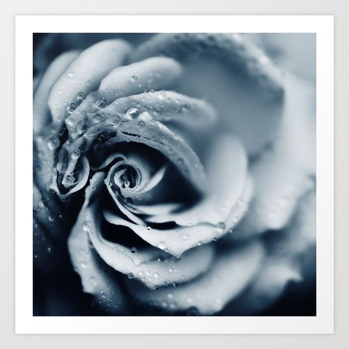 Macro Photography Of A Rose With Raindrops In A Soft Blue Tone Blue Framed Art Blue Art Prints Framed Art Prints