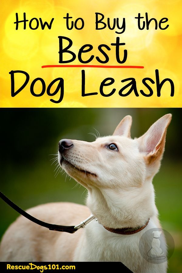 How To Choose The Best Dog Leash Dog Leash Dog Training Tools Dogs