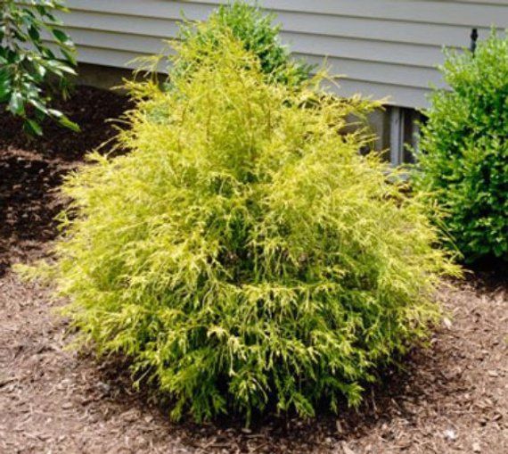 Gold Mop Weeping Threadleaf Cypress - Live Plant - Trade Gallon pot ... Gold Mop Cypress