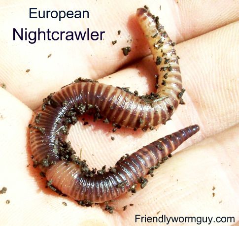European Nightcrawler Worm Harvesting Red Worms European Nightcrawler Worm Harvesting Red Worms